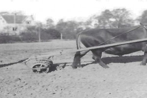 Bilde av Gokstad Nedre - Gårdsdrift